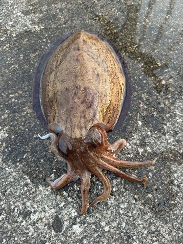 モンゴウイカの釣果
