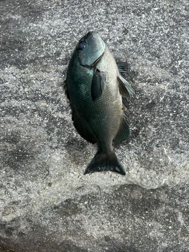 メジナの釣果