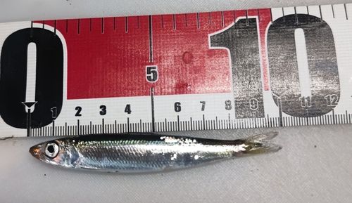 カタクチイワシの釣果