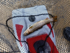 イワナの釣果