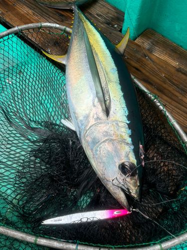 キハダマグロの釣果