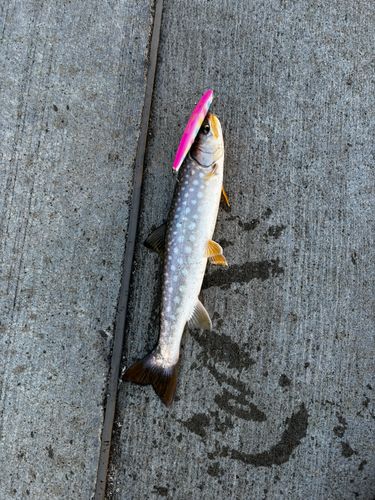 ウミアメの釣果