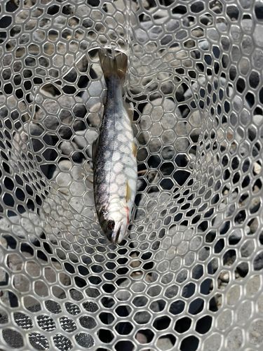 ヤマメの釣果