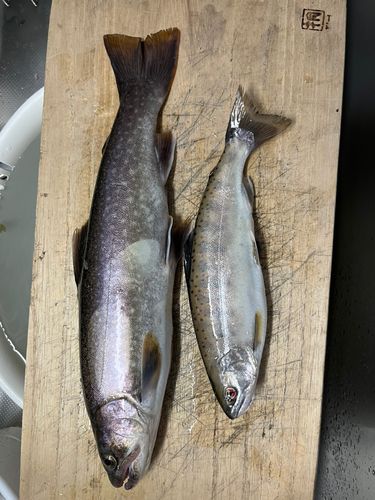 イワナの釣果