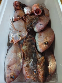 マダイの釣果