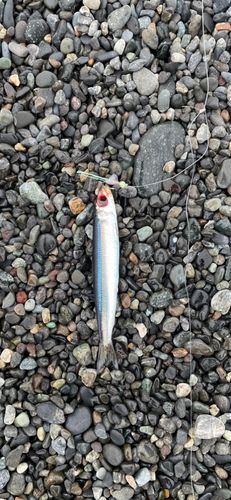 ウルメイワシの釣果