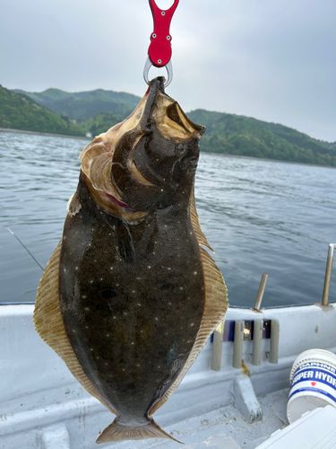 ヒラメの釣果