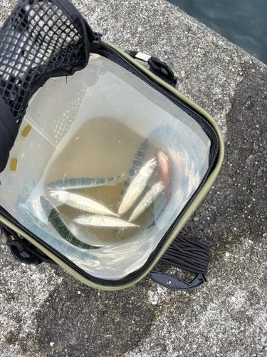 サバの釣果