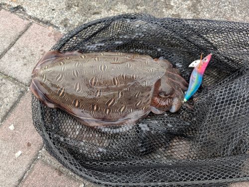 コウイカの釣果