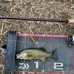 スモールマウスバス