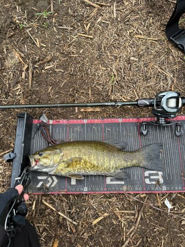 スモールマウスバスの釣果