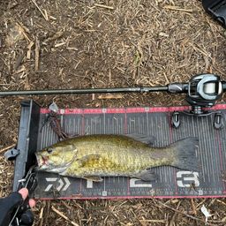 スモールマウスバス