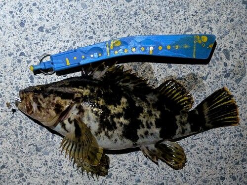 オウゴンムラソイ