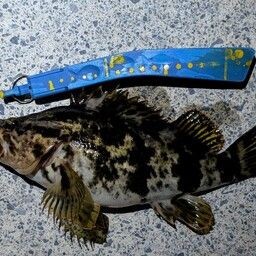 オウゴンムラソイ