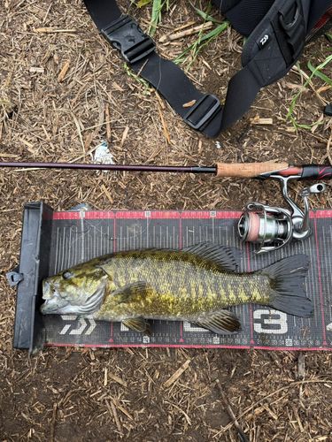 スモールマウスバスの釣果