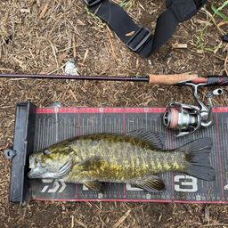 スモールマウスバス