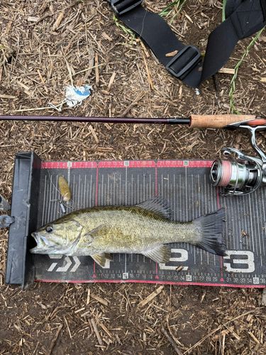 スモールマウスバスの釣果