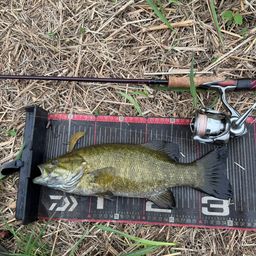 スモールマウスバス