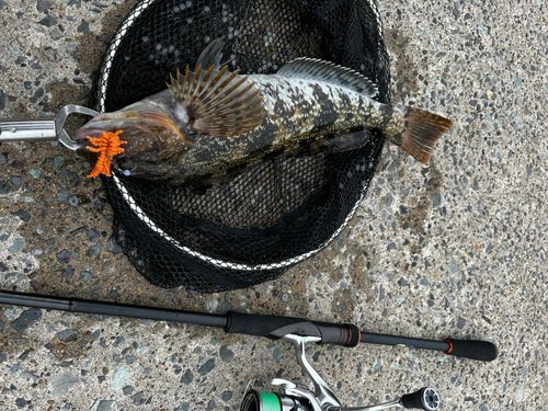 アイナメの釣果