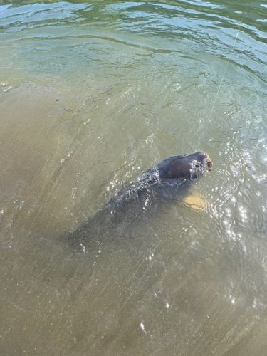 コイの釣果