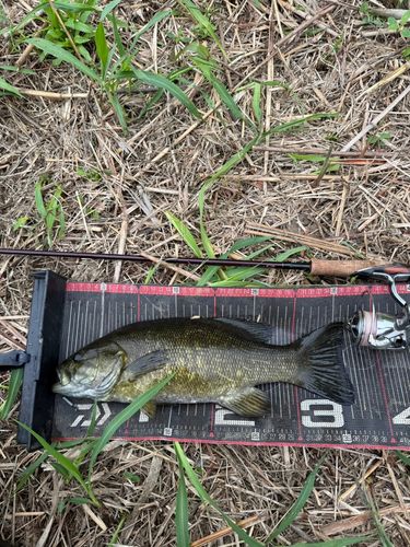 スモールマウスバスの釣果