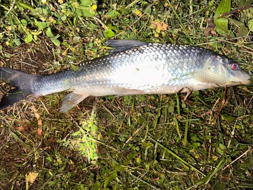 ニゴイの釣果