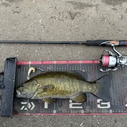 スモールマウスバス