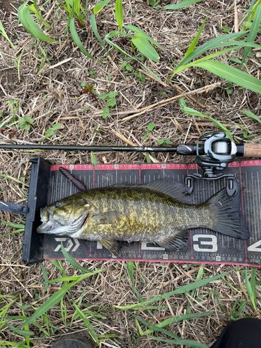 スモールマウスバスの釣果