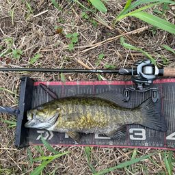 スモールマウスバス