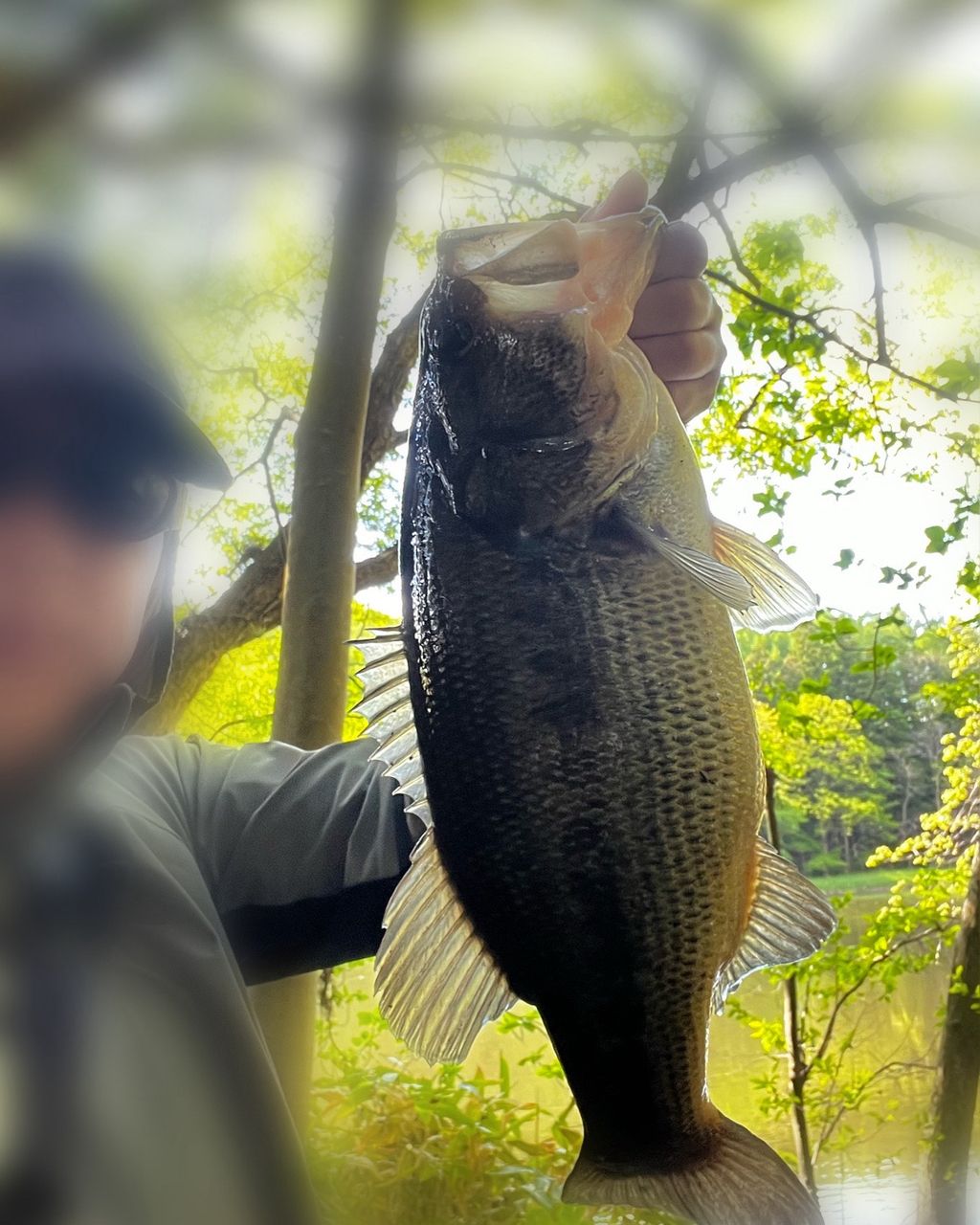 ブラックバス