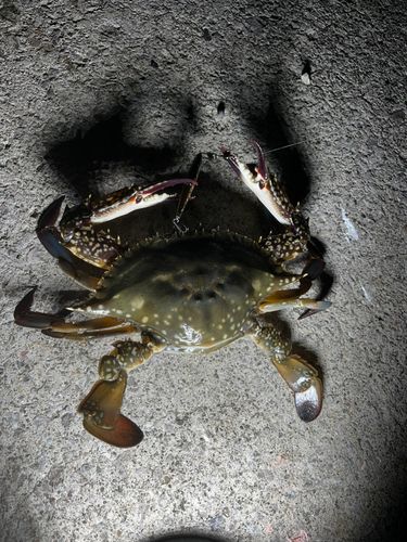 ワタリガニの釣果