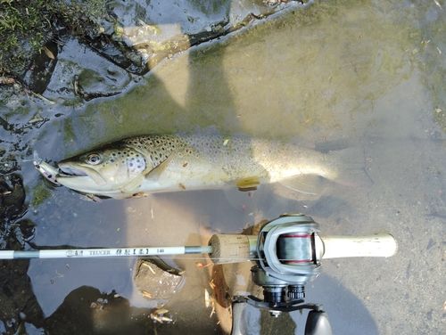 ブラウントラウトの釣果