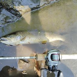 ブラウントラウト