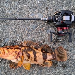 タケノコメバル