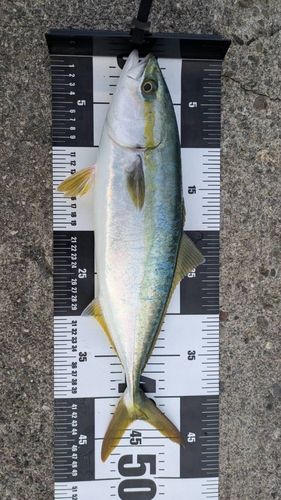 ハマチの釣果