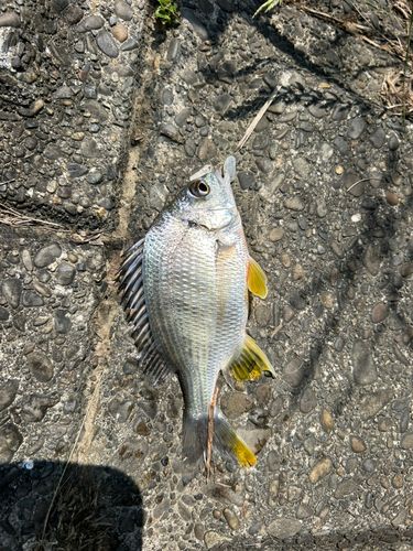 キビレの釣果