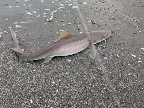 サメの釣果