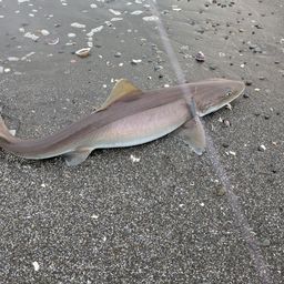 サメ