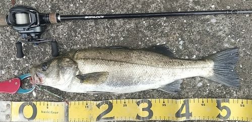 シーバスの釣果