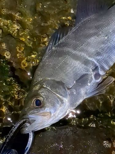 セイゴ（ヒラスズキ）の釣果