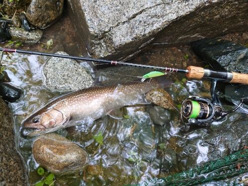 イワナの釣果