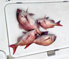 マダイの釣果