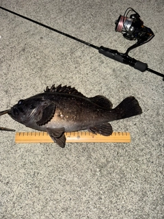 ソイの釣果