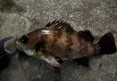 メバルの釣果