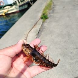 ニジカジカ