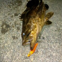 チャイロマルハタ