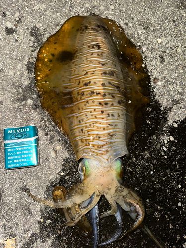 アオリイカの釣果