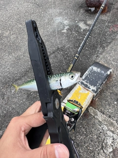サバの釣果