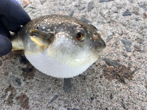 フグの釣果