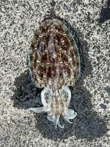 モンゴウイカの釣果